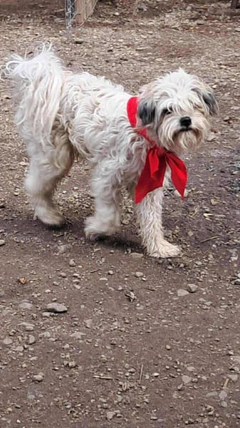 Flynn, Wuschel sucht Herzensmenschen