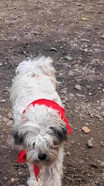 Flynn, Wuschel sucht Herzensmenschen