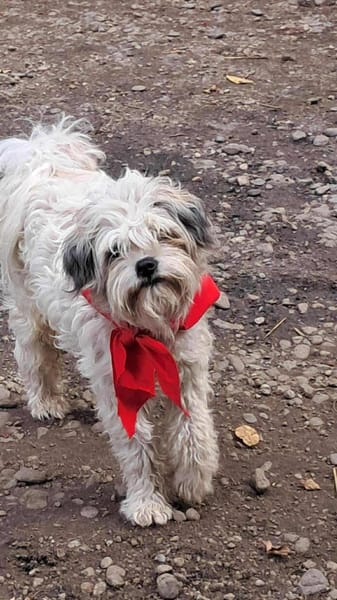 Flynn, Wuschel sucht Herzensmenschen