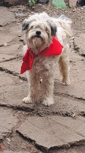 Flynn, Wuschel sucht Herzensmenschen