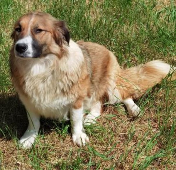 Clara sucht Ihre Menschen