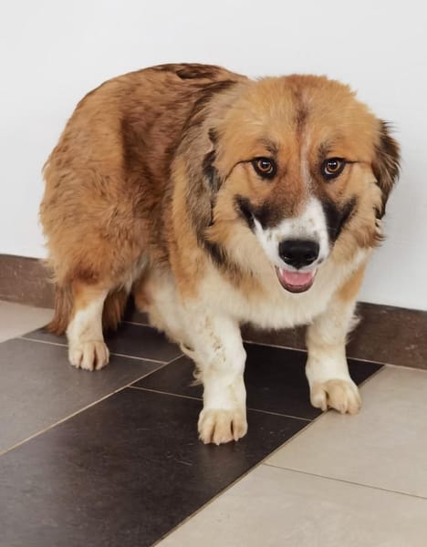 Clara sucht Ihre Menschen