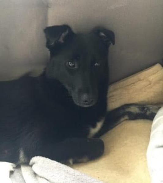 Martha❤derzeit in 56291 Hausbay