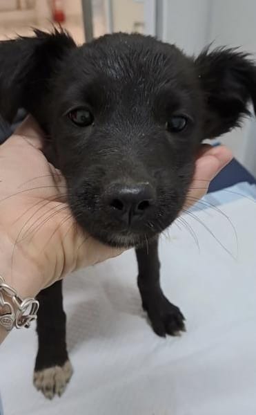 ABBY - (liebevoll, verspielt)