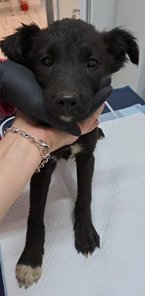 ABBY - (liebevoll, verspielt)