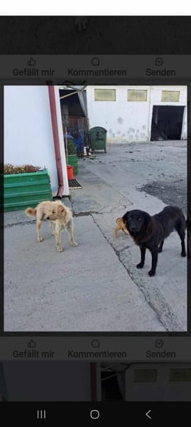 ABBY - (liebevoll, verspielt)