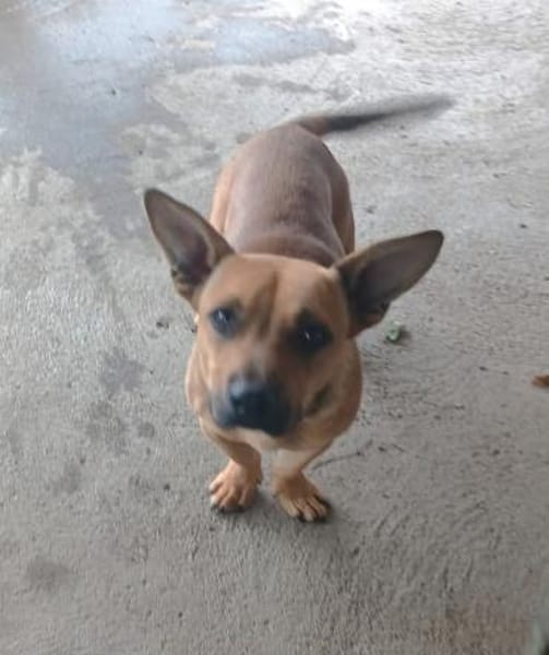 Pedro möchte seine Koffer packen