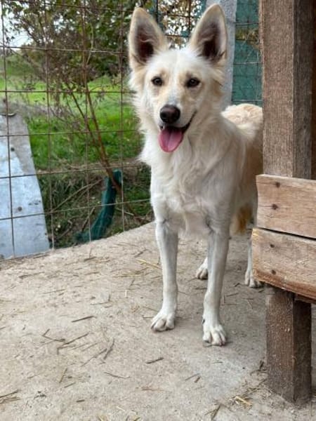 INDY 🐾❤ wunderschönes Mädchen