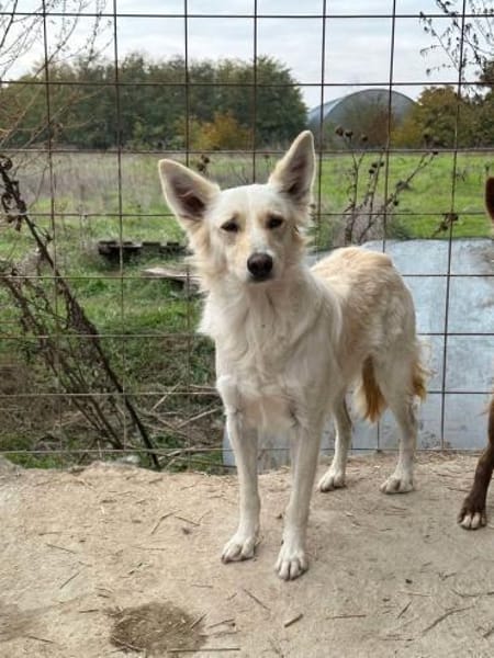 INDY 🐾❤ wunderschönes Mädchen