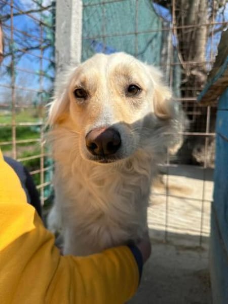 INDY 🐾❤ wunderschönes Mädchen