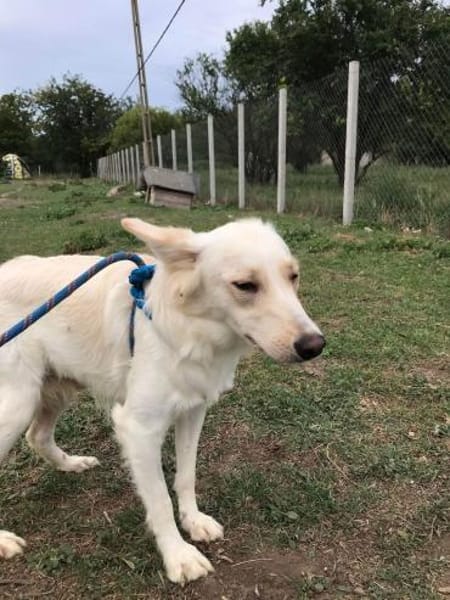 INDY 🐾❤ wunderschönes Mädchen