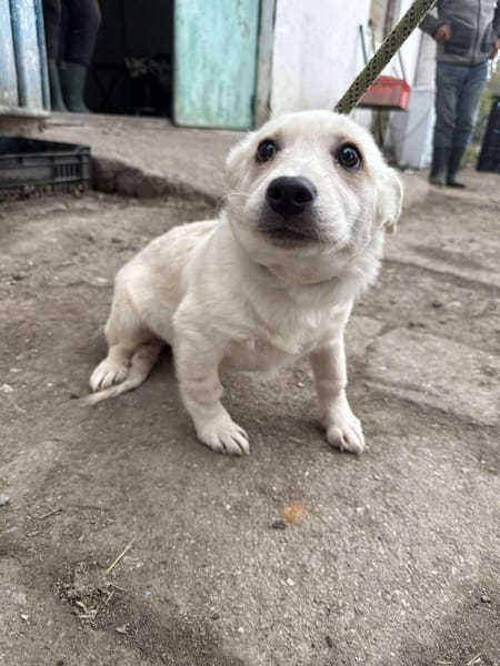 Kleine Lina ❤🐾 sucht liebevolle Hundee