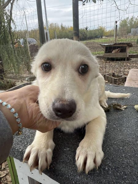 Kleine Lina ❤🐾 sucht liebevolle Hundee