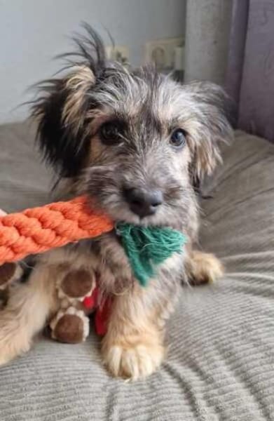 CHASIE * liebenswerter Terrierbub