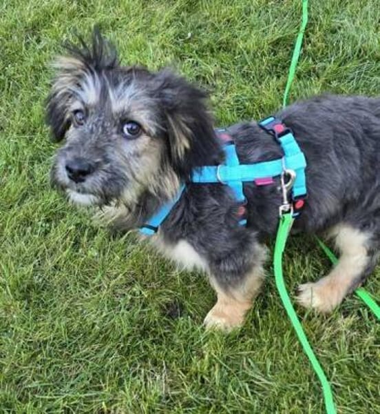 CHASIE * liebenswerter Terrierbub