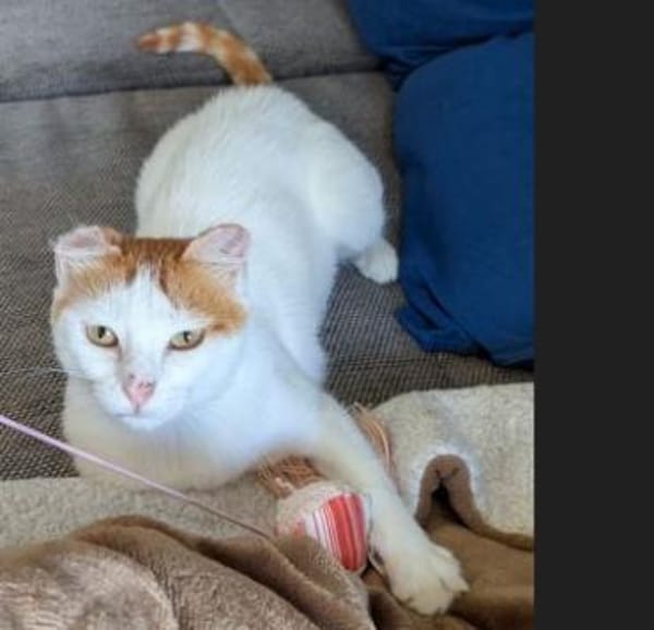 Coopi - lebensfrohe Halb-Ohr-Katze