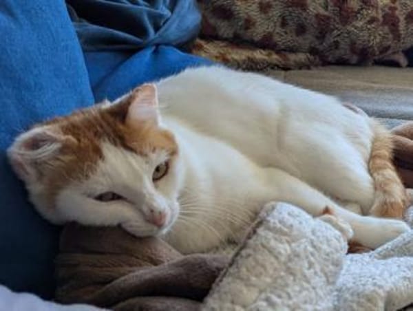 Coopi - lebensfrohe Halb-Ohr-Katze