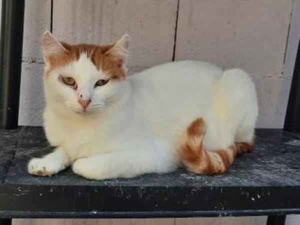 Coopi - lebensfrohe Halb-Ohr-Katze