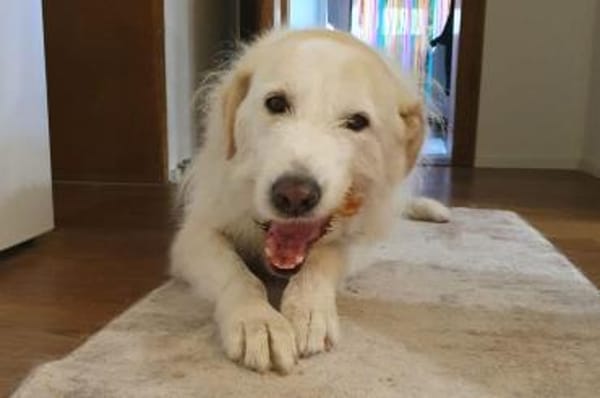 Albano - Notfall wartet in Wagenfeld