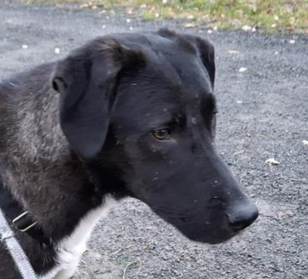 Dizzy sucht nach einem  Fürimmerzuhause