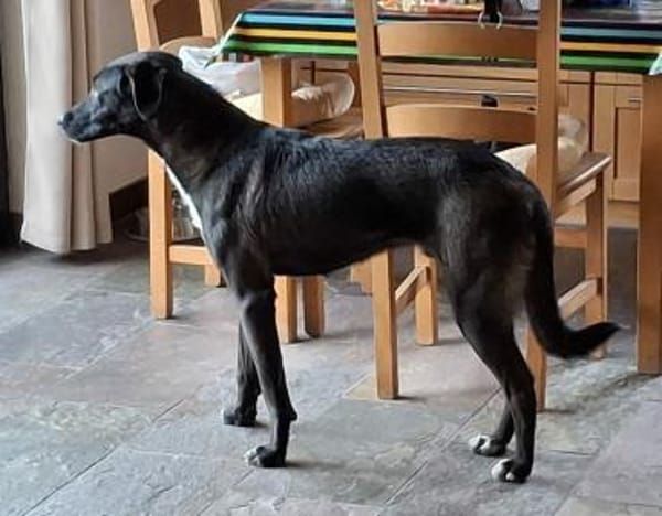 Dizzy sucht nach einem  Fürimmerzuhause