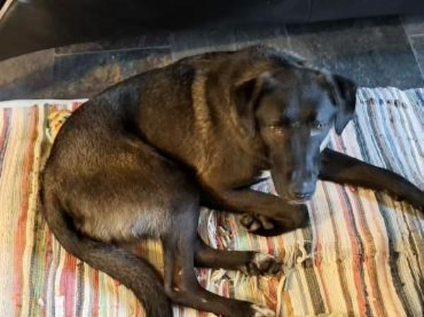 Dizzy sucht nach einem  Fürimmerzuhause