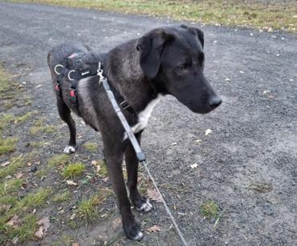 Dizzy sucht nach einem  Fürimmerzuhause