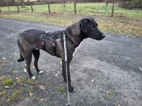 Dizzy sucht nach einem  Fürimmerzuhause