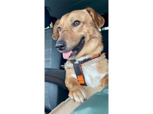 Jonte - wartet in 91054 Erlangen