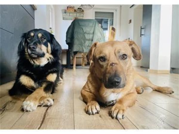 Jonte - wartet in 91054 Erlangen