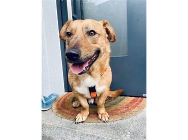 Jonte - wartet in 91054 Erlangen