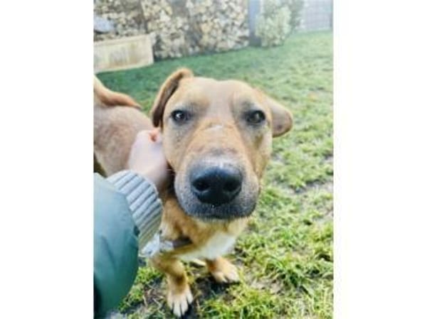 Jonte - wartet in 91054 Erlangen