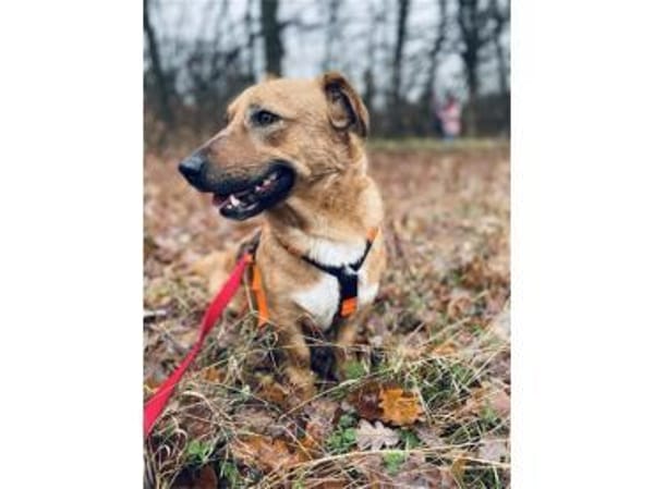 Jonte - wartet in 91054 Erlangen