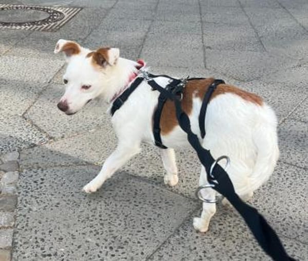 Pamela, verschmust, schlau, offen