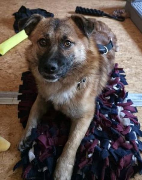 Lenny wartet in Nürnberg auf Besuch!