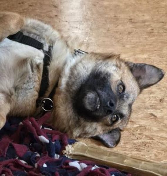 Lenny wartet in Nürnberg auf Besuch!