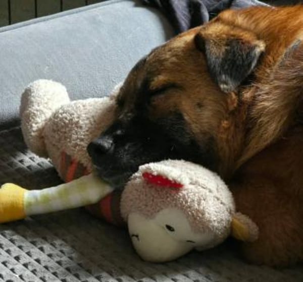 Lenny wartet in Nürnberg auf Besuch!