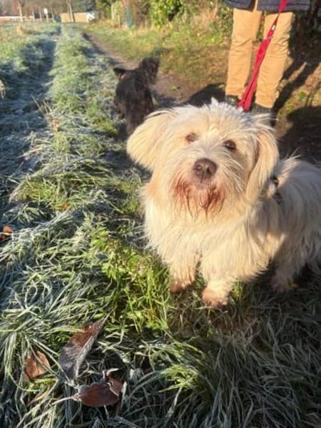 Yuki, ein  verspieltes Zwerglein