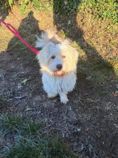 Yuki, ein  verspieltes Zwerglein