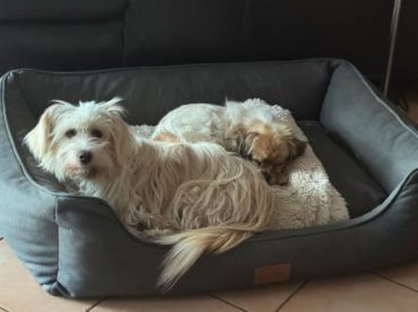 Yuki, ein  verspieltes Zwerglein