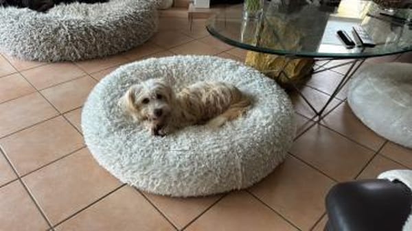 Yuki, ein  verspieltes Zwerglein