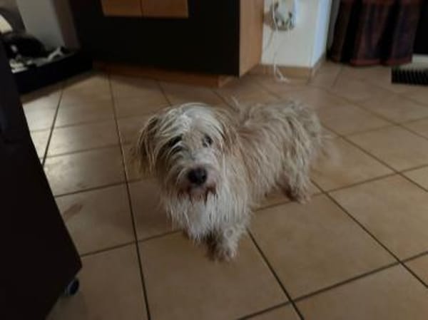 Yuki, ein  verspieltes Zwerglein