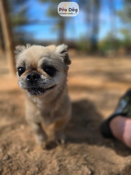 Fienchen auf Pflegestelle in Düsseldorf