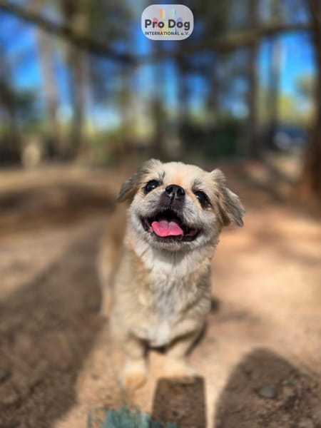 Fienchen auf Pflegestelle in Düsseldorf
