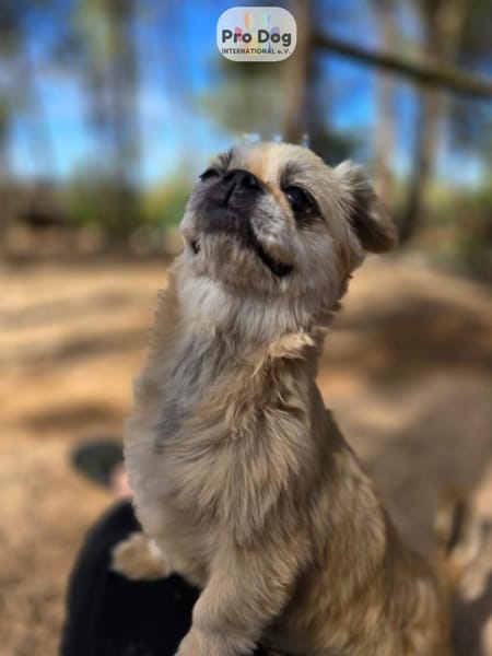 Fienchen auf Pflegestelle in Düsseldorf
