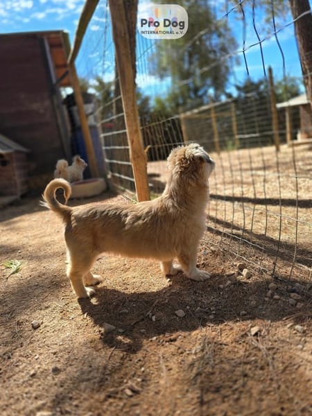 Fienchen auf Pflegestelle in Düsseldorf