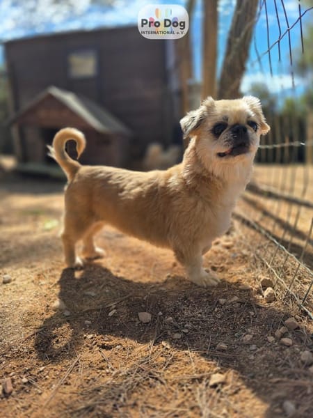Fienchen auf Pflegestelle in Düsseldorf
