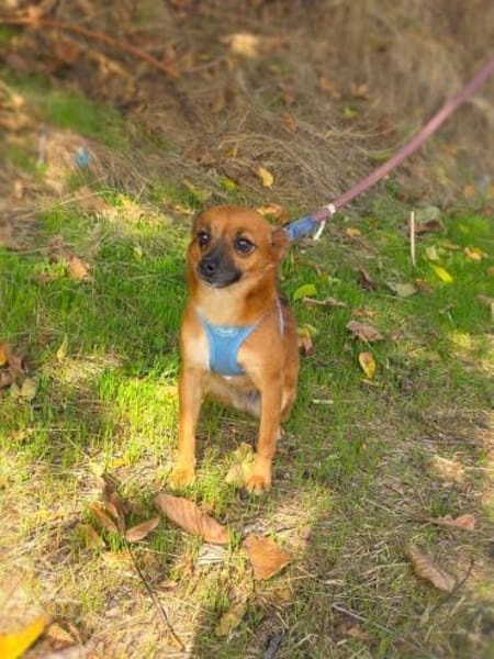 Kleine Bambi sucht kuschelkörbchen