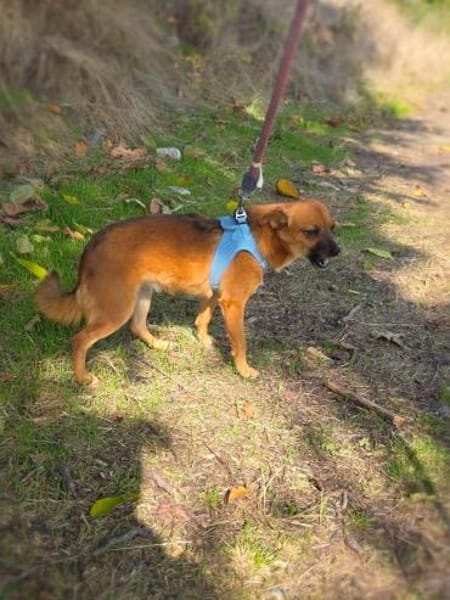 Kleine Bambi sucht kuschelkörbchen