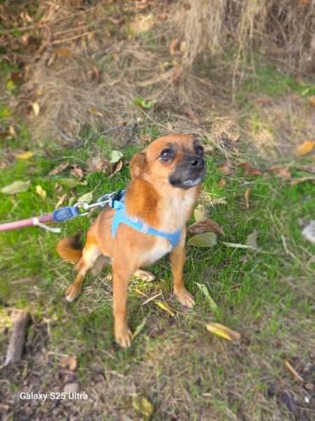 Kleine Bambi sucht kuschelkörbchen